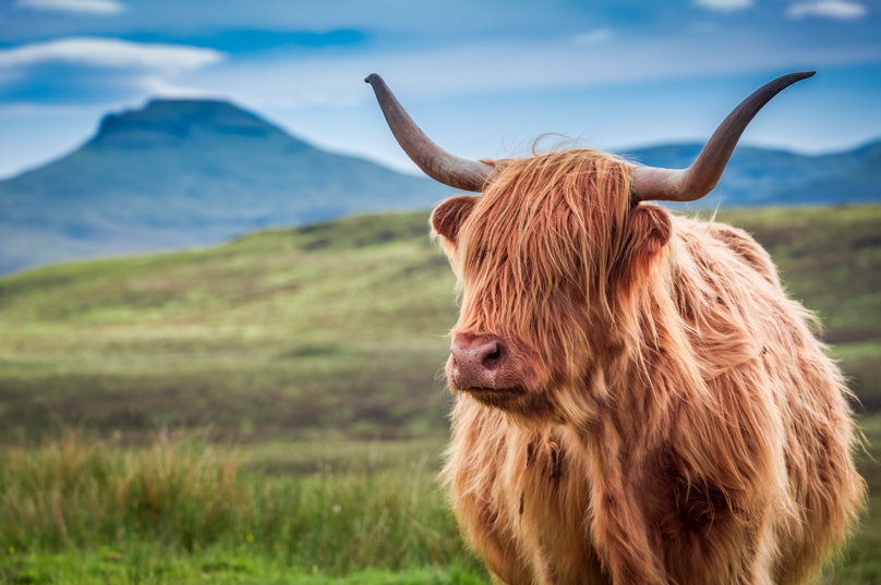 Dream about A Wild Cow interpretation