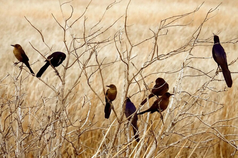 Dream about Birds of Unknown Species interpretation