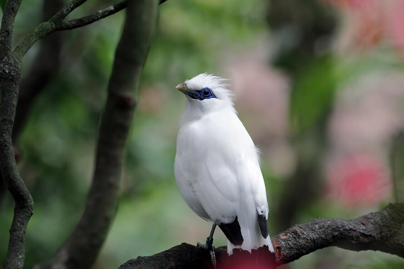 Dream about Starling interpretation