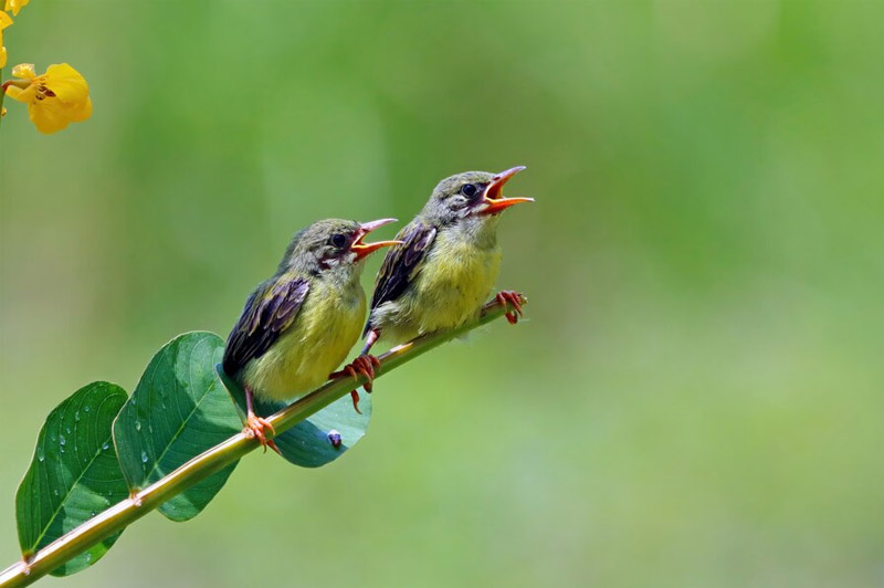 Dream about The Chirping of Birds interpretation