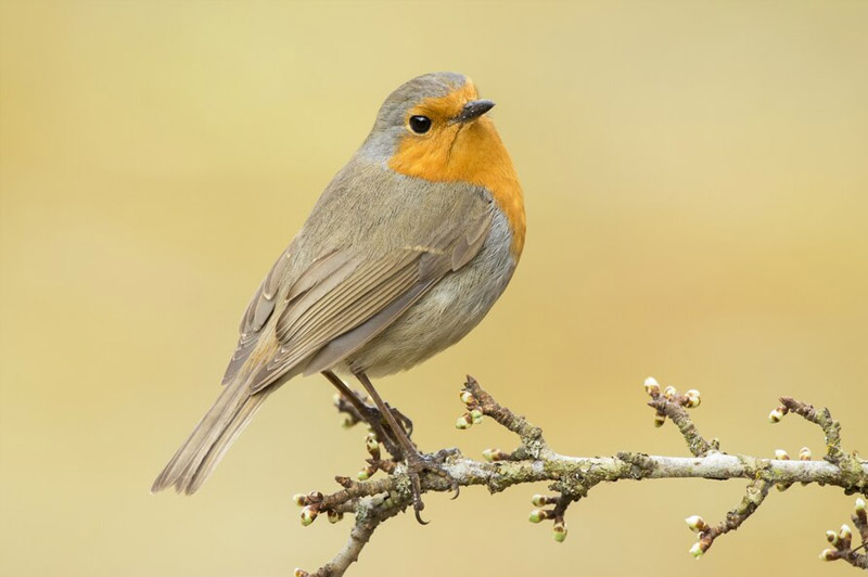Dream about Crested Bird interpretation