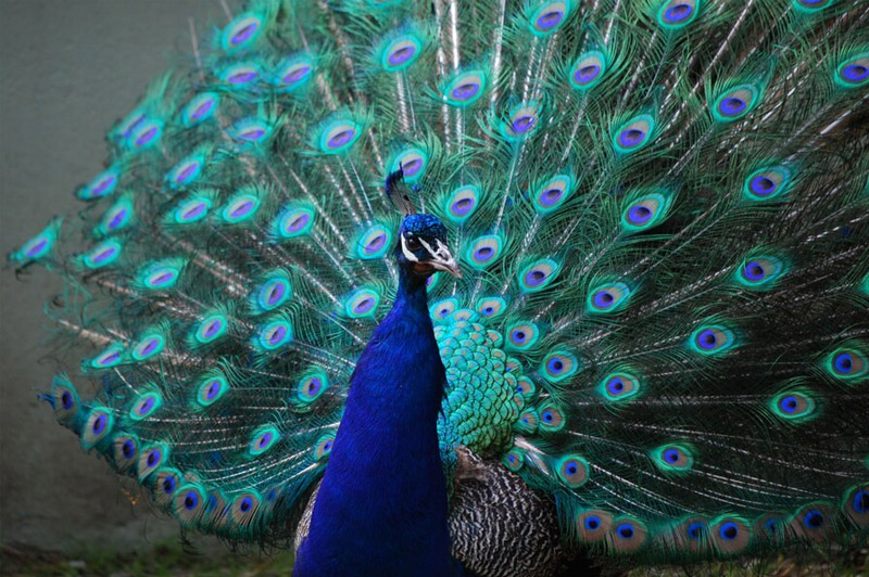 Dream about Peahen interpretation