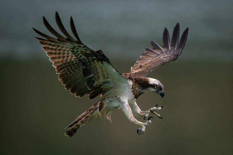 Dream about Birds of Prey interpretation