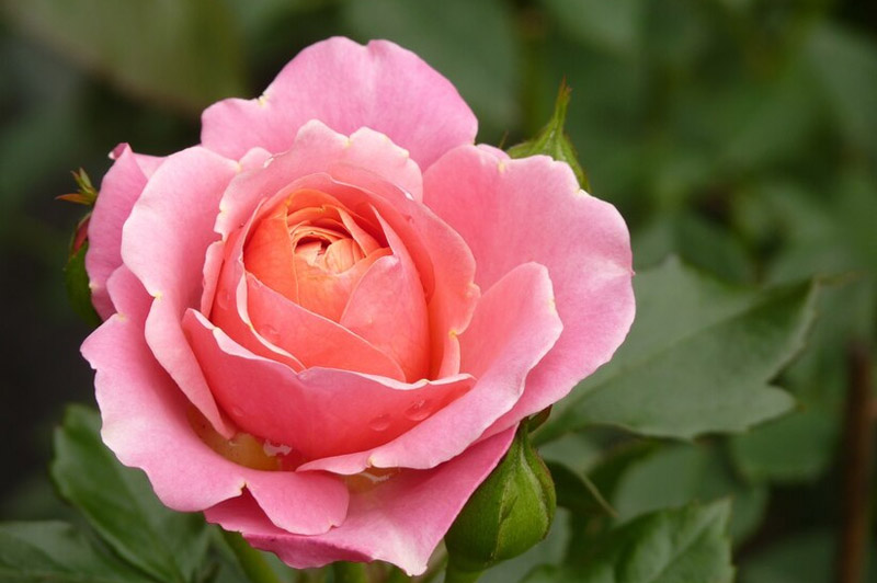 Dream about Flower interpretation