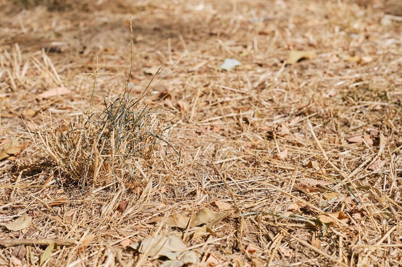 Dream about Dry Grass interpretation