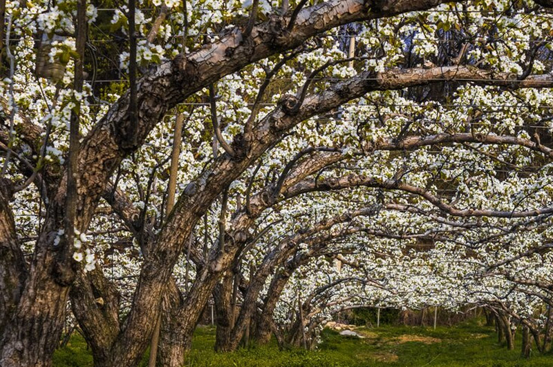 Dream about Sweet-smelling Trees interpretation
