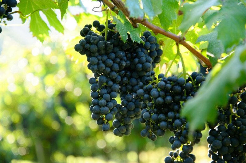 Dream about Vine interpretation