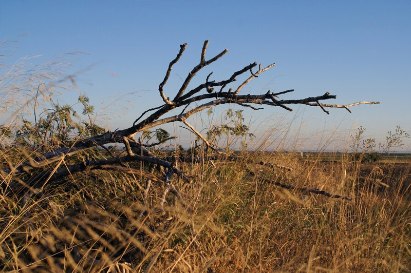Dream about Thorn Tree interpretation
