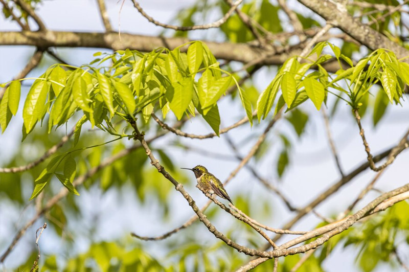 Dream about Twigs interpretation