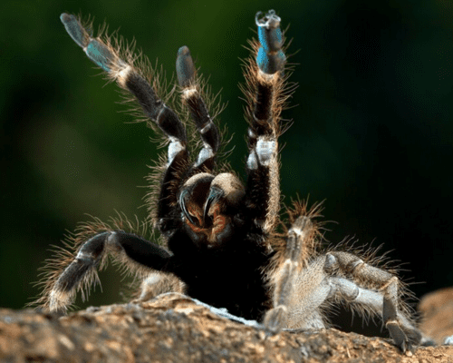 Dream about Spiders interpretation