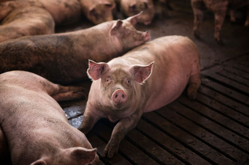 Dream about Swine interpretation