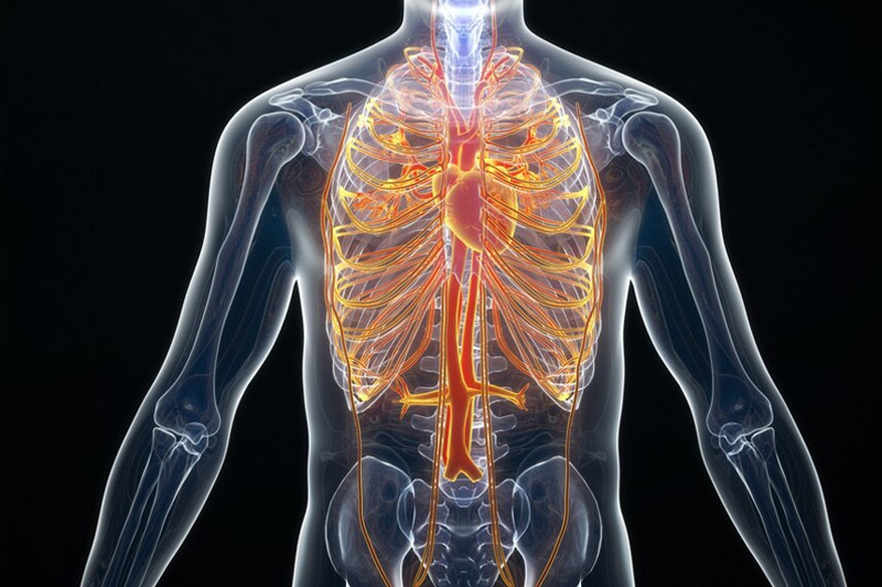 Dream about Organs interpretation