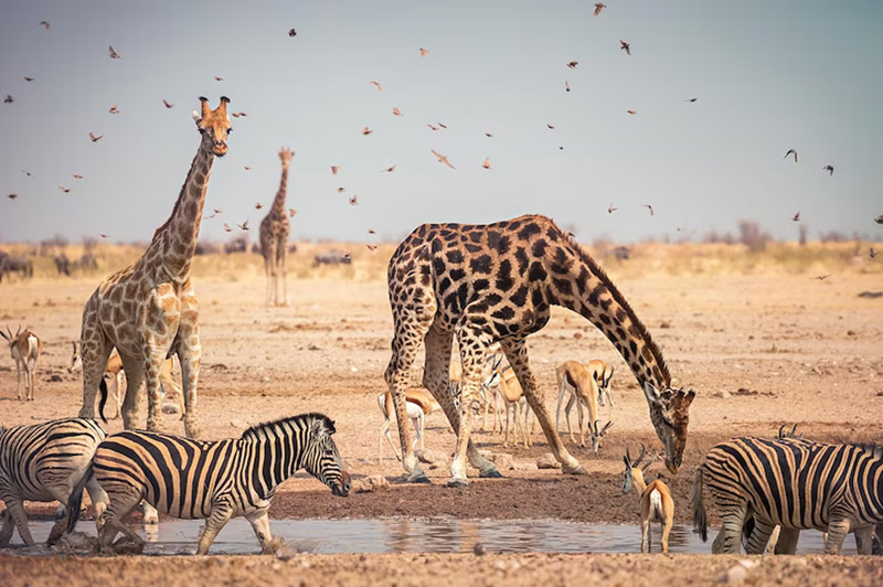 Dream about Zoo interpretation