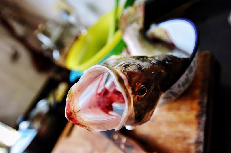 Dream about Eating the Head of an Animal interpretation