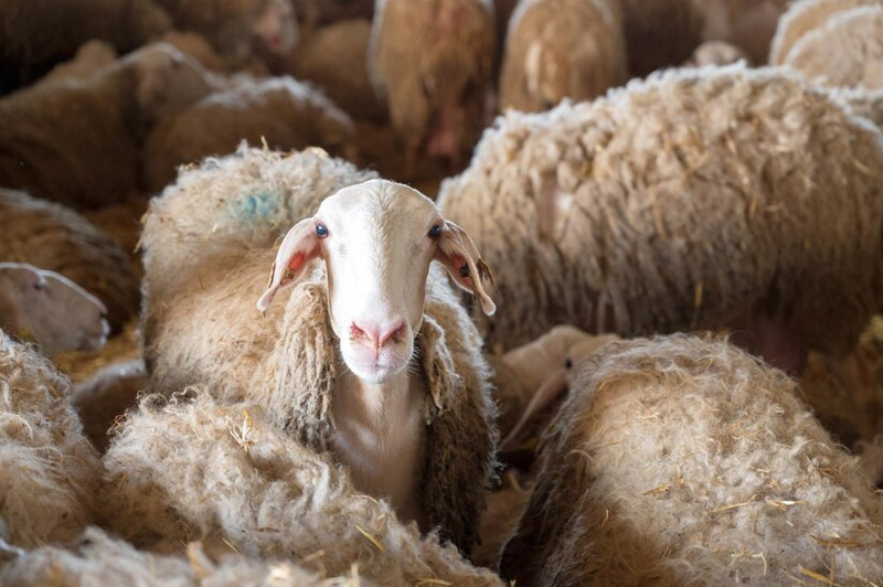 Dream about Products of Sheep interpretation