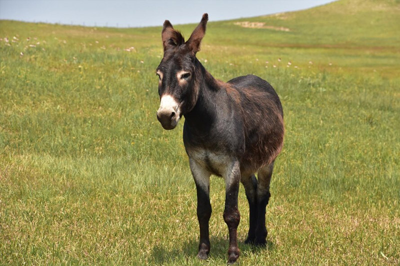 Dream about Donkey interpretation