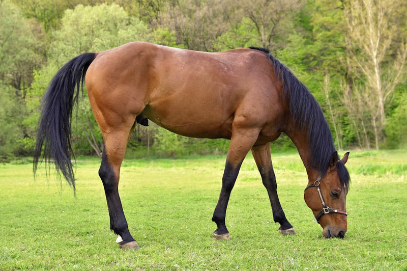 Dream about Stallion interpretation