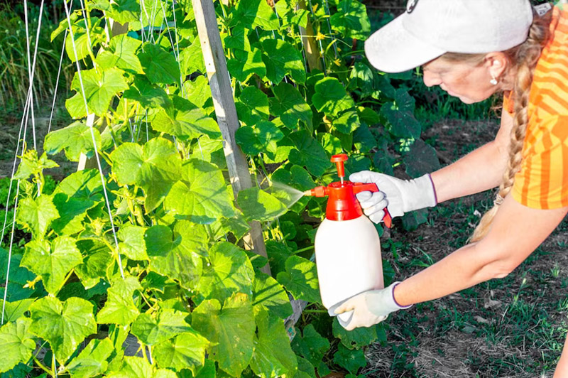 Dream about Parasites interpretation