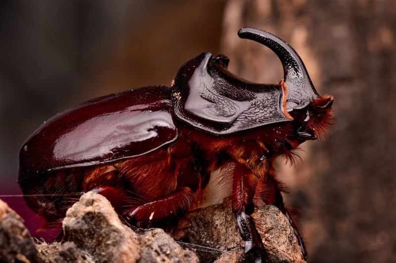 Dream about Black Beetles, Dung-flies and all other types of Flies interpretation