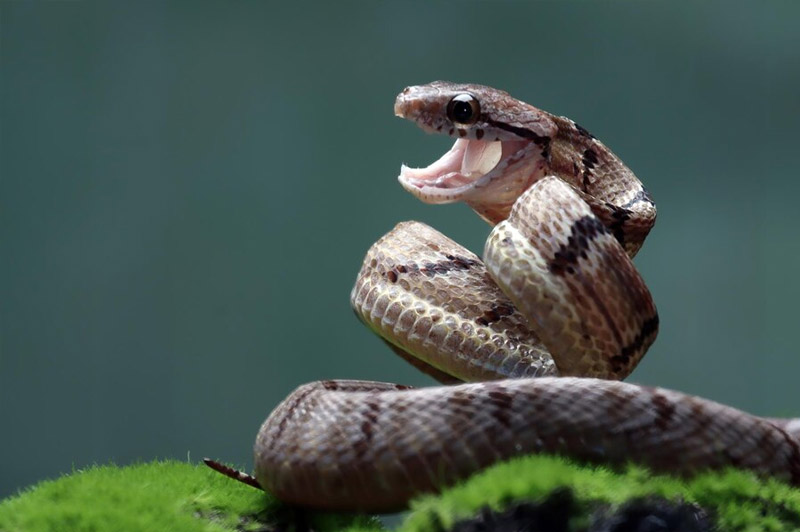 Dream about Snakes interpretation