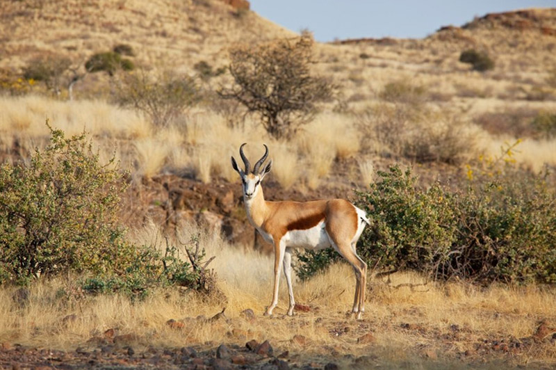 Dream about Hunting a Female Gazelle or Buck interpretation