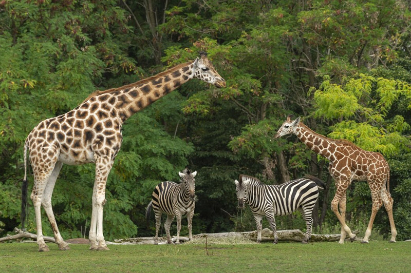 Dream about Animals interpretation